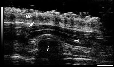 Multispecies Evaluation of a Long-Acting Tenofovir Alafenamide Subdermal Implant for HIV Prophylaxis